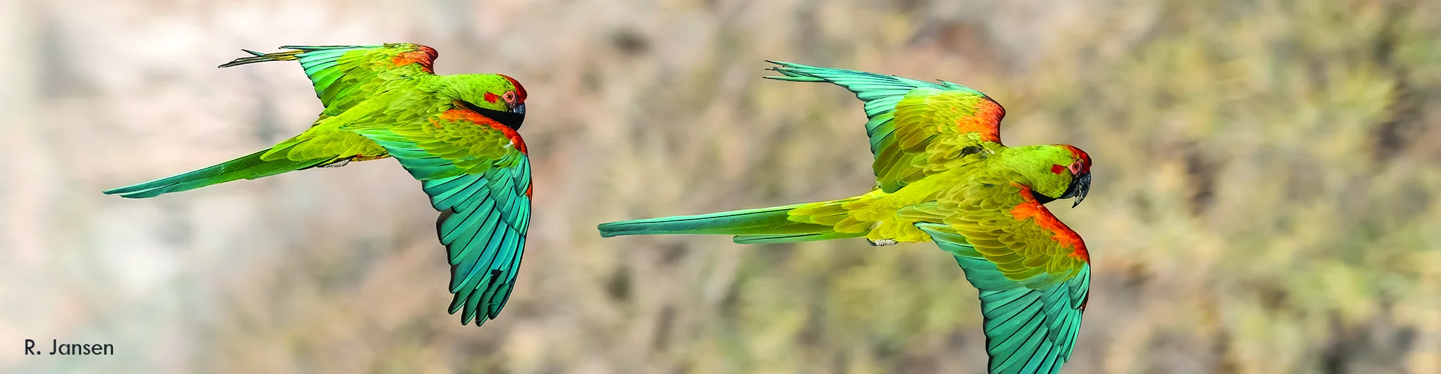 Zwei türkis-grün-rote Aras fliegend in der Luft in einer Ansicht von 15 Grad von oben.