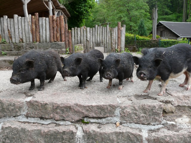 Minischweine 2015