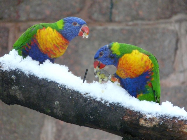 Loris im Schnee