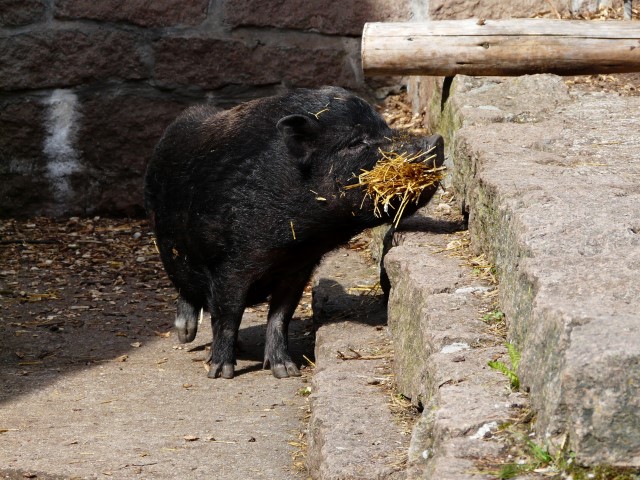 Schwein Nestbau Small