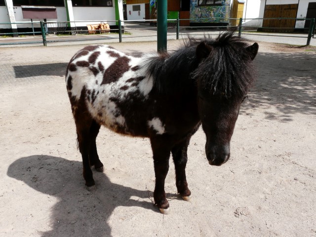 Pony Hans im Mai