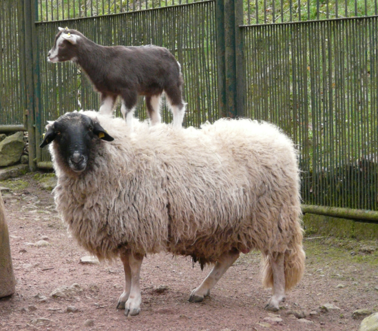 Ziegenlamm auf Schaf Small