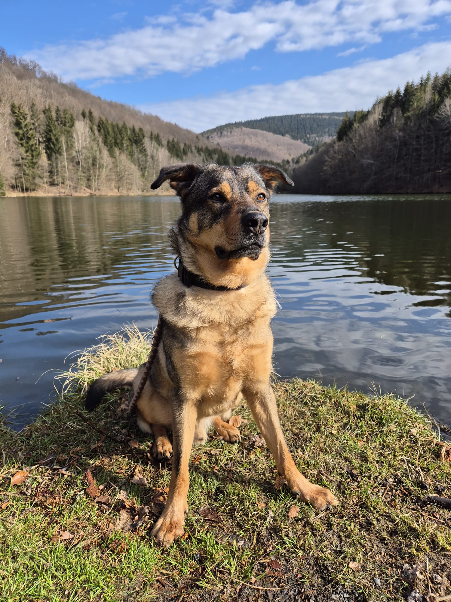 Image - Bild von unserem Hund Hennry