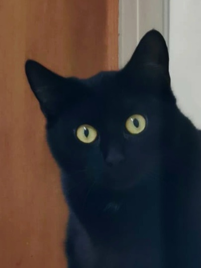 Kimba N