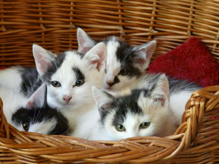 Image - Ein Wurf Katzen mit weiss-schwarzen Fell in einem kleinen Weidenkorb