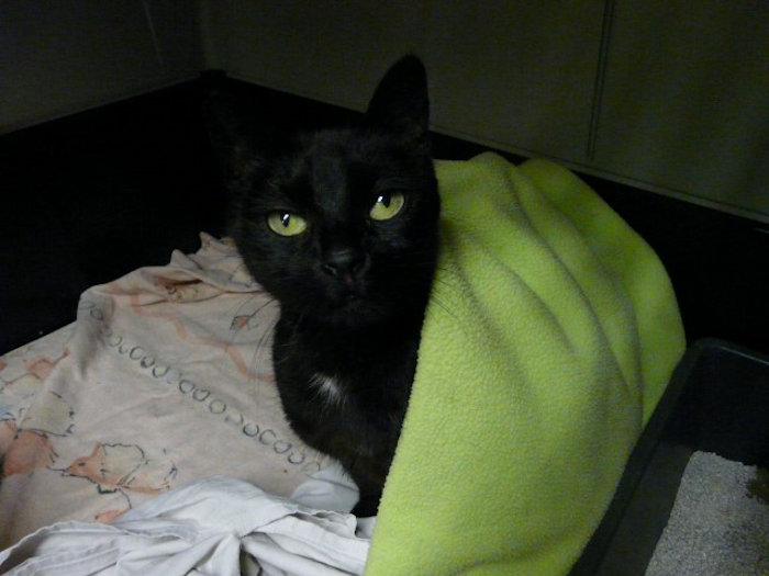 Image - Ein Portraitbild unserer (fast) total schwarze Katze Mohrle mit tollen grünen Augen und zur Hälfte unter einer zur Augenfarbe passenden grünen Decke eingekuschelt