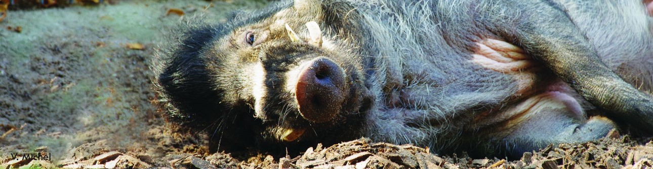 Titelbild:  Zootier des Jahres 2022 - Pustelschwein liegt auf seiner rechten Seite und schaut in Richtung Kamera 