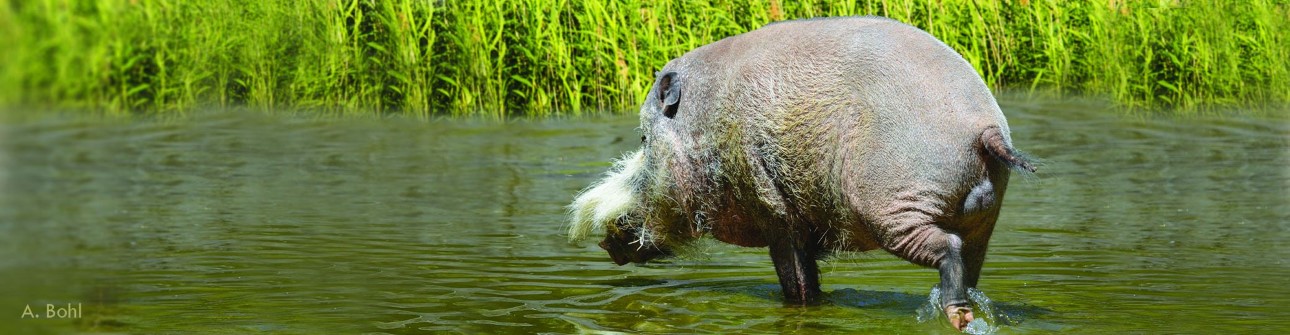Bild eines Schweins von der linken Seite im seichten Wasser vor vielen grünen Pflanzen im Hintergrund, die den Gewässersaum bestimmen.