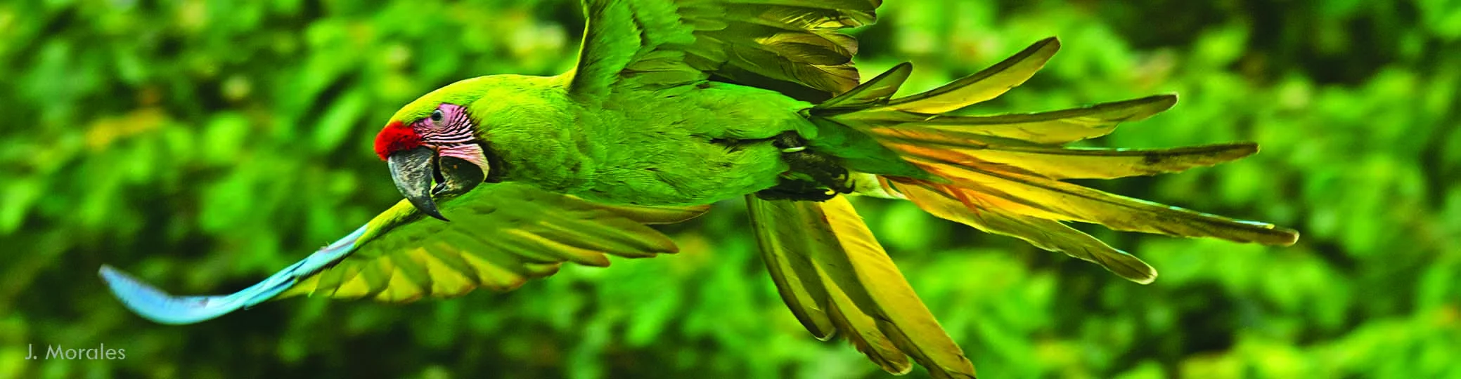 Titelbild:  Zootier des Jahres 2023 - Fliegender Ara mit grünem Gefieder vor grünem Hintergrund der Bäume und Sträucher 