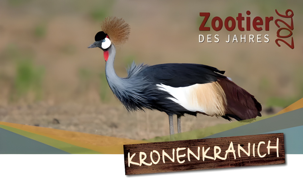 Titelbild:  Zootier des Jahres 2026 - Der Kronenkranich