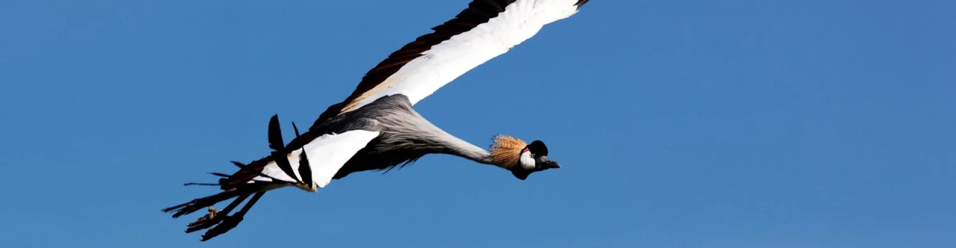 Kronenkranich im Anflug in der Luft