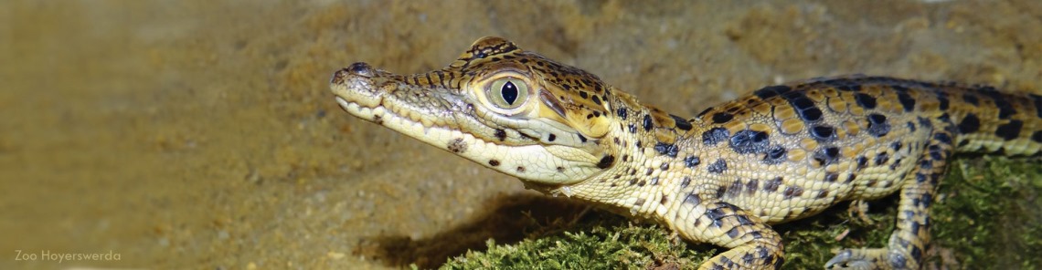 Bild eines Baby-Krokodils von der rechten Seite aus mit leicht grünlichen Augen und gelblich schwarz gescheckter Haut aus dem Zoo Hoyerswerda