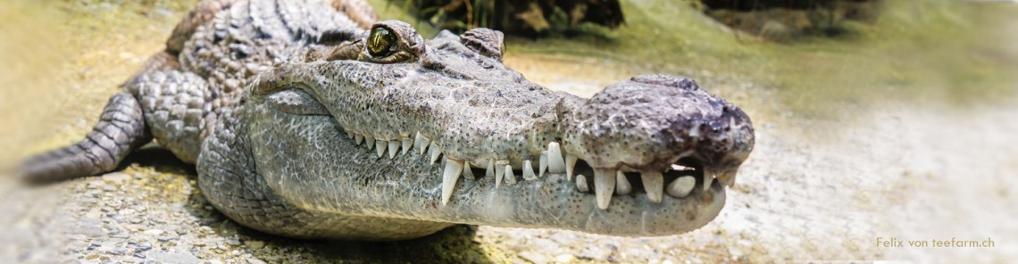 Ein erwachsenes Krokodil - leicht seitlich links von vorne auf einem Uferstreifen.